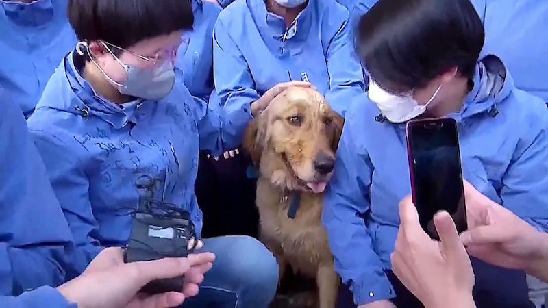 O psa se během karantény v Číně starali zdravotníci, zvíře pak nechtělo k majiteli